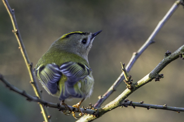 Wildlife Sightings for 1st February 2023